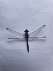 Bradinopyga geminata