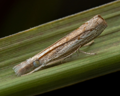 Culladia cuneiferellus