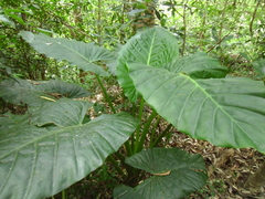 Alocasia