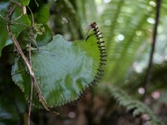 Hymenophyllum nephrophyllum
