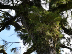 Dendrobium cunninghamii