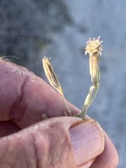 Porophyllum maritimum