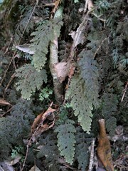 Hymenophyllum frankliniae