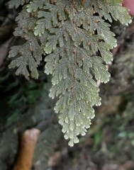 Hymenophyllum frankliniae