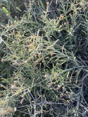 Porophyllum maritimum