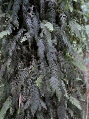 Hymenophyllum frankliniae