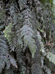 Hymenophyllum frankliniae