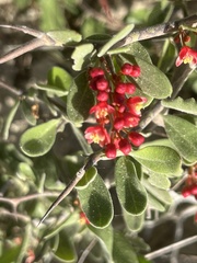 Castela peninsularis