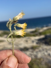 Bebbia atriplicifolia