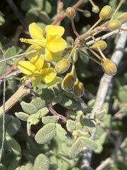 Erythrostemon pannosus