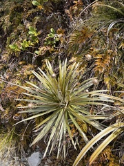 Celmisia armstrongii