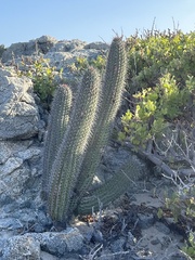 Stenocereus thurberi