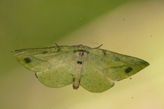 Omiza miliaria