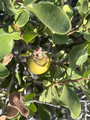 Diospyros intricata