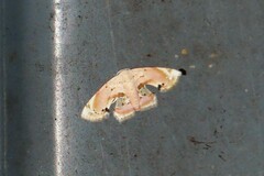 Holocryptis erubescens