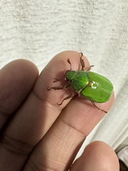 Brachysternus prasinus