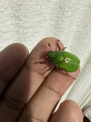 Brachysternus prasinus