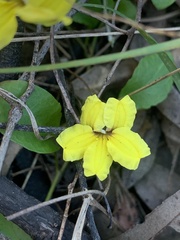 Goodenia hederacea