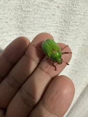 Brachysternus prasinus