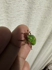 Brachysternus prasinus