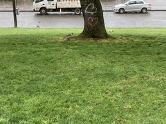 Theristicus melanopis