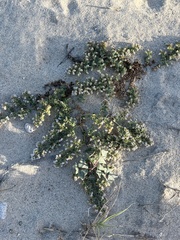 Euphorbia leucophylla