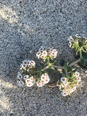 Euphorbia leucophylla