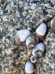 Echinolittorina modesta