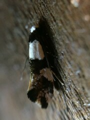 Monopis icterogastra