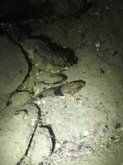 Bathygobius soporator