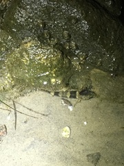 Bathygobius soporator