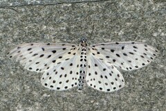 Antipercnia belluaria