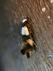 Monopis icterogastra