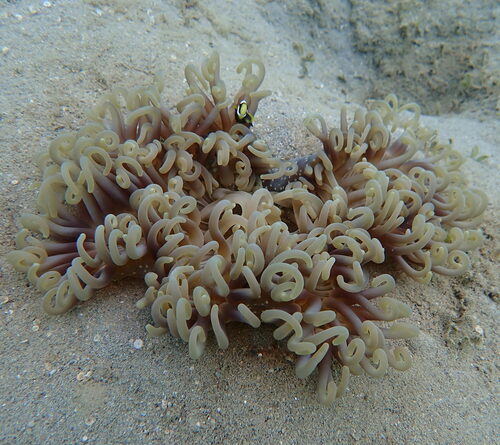 Photo of Long tentacle anemone (Macrodactyla doreensis)