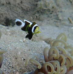 Amphiprion akindynos