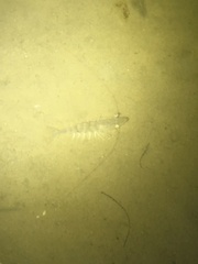 Penaeus