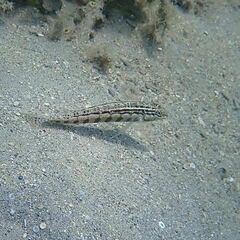 Parapercis australis