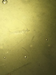 Penaeus