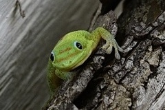 Phelsuma laticauda laticauda