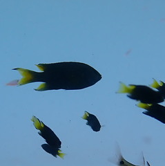 Neopomacentrus violascens