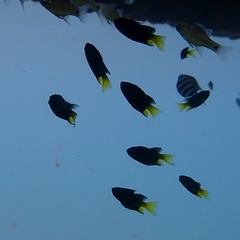 Neopomacentrus violascens