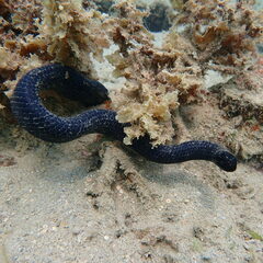 Emydocephalus annulatus