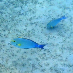 Acanthurus xanthopterus