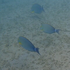 Acanthurus xanthopterus