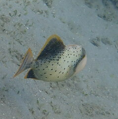Pseudobalistes flavimarginatus
