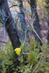 Oenothera longissima