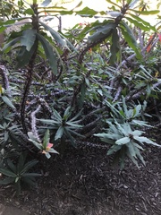 Senna didymobotrya