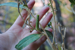 Oenothera longissima