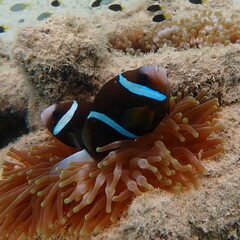 Amphiprion akindynos