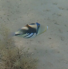 Rhinecanthus aculeatus